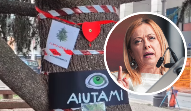 Gli ambientalisti scrivono alla Meloni: &laquo;Non si tagliano alberi senza validi motivi&raquo;