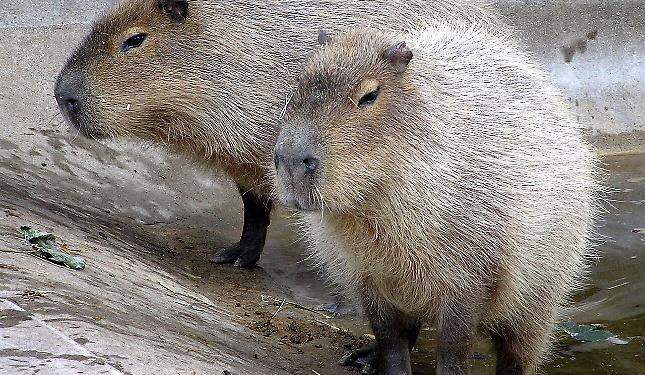 A "Zoom" arriva il capibara &laquo;l'animale pi&ugrave; coll del momento&raquo;: perch&eacute; &egrave; diventato virale?