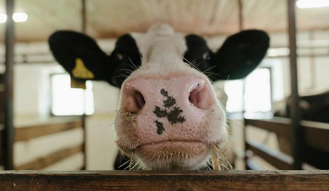 La crisi nera del latte: &laquo;Gli allevatori lavorano in perdita, le stalle chiudono&raquo;