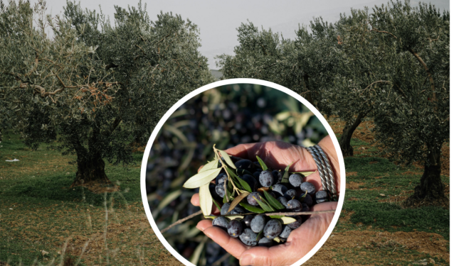 Al posto di noccioleti e vigneti, crescono gli oliveti nel Cuneese e nelle Langhe