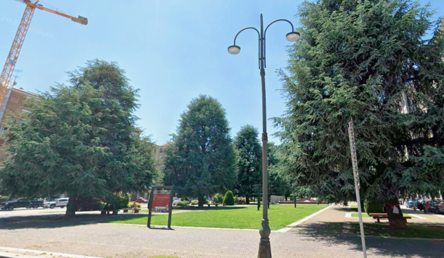 I cedri (per ora) sono salvi: oggi pomeriggio grande festa sotto gli alberi