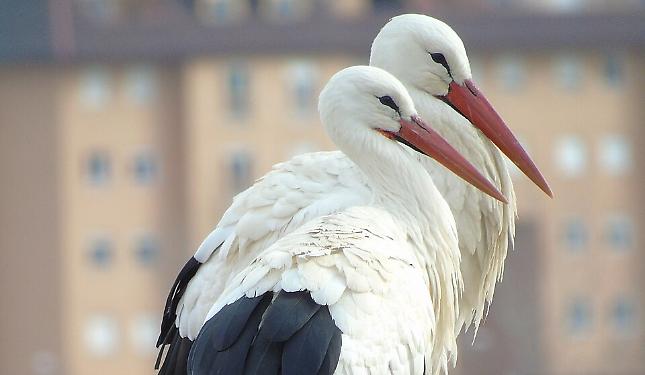 La cicogna bianca, tra mitologia e racconti, fino al suo ritorno in Italia