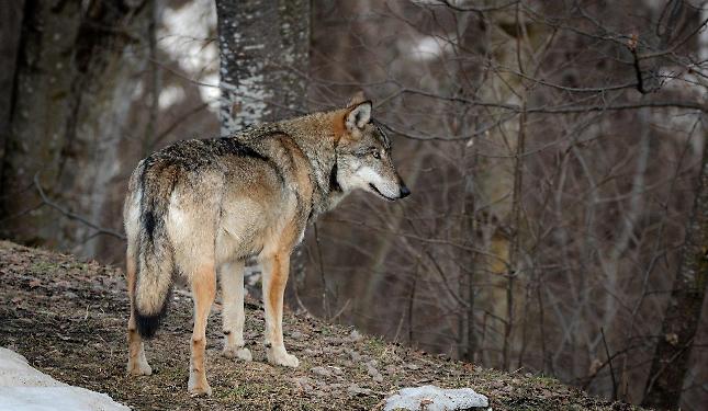 In Piemonte ci sono quasi 500 lupi e abitano il 75% del territorio regionale