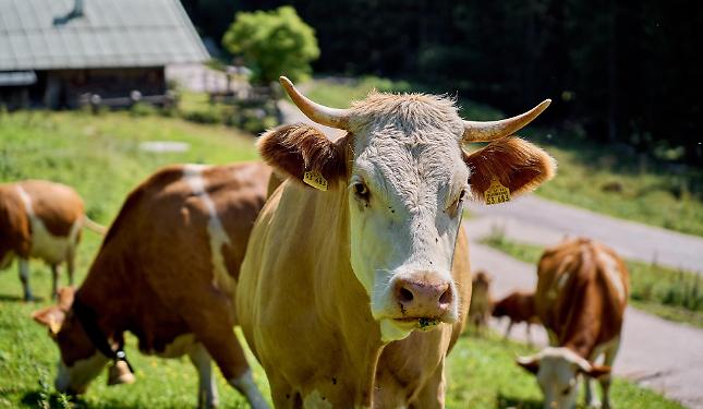 Crisi del latte: &laquo;Gli allevatori continuano a lavorare sotto il costo di produzione&raquo;