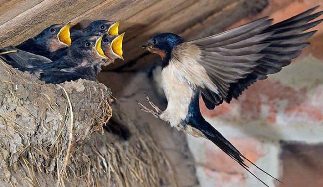 Aspettando le rondini: &laquo;No distruggete i nidi sotto il tetto di casa!&raquo;