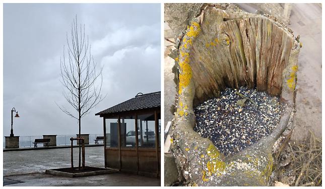 Al posto degli alberi malati, due nuovi platani, sulla "Vetta delle Langhe"