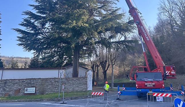 Intervento al cimitero: abbattuti due alberi