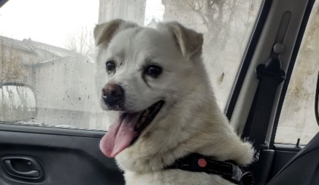 Rem&igrave; cerca casa: chi vuole adottarlo?