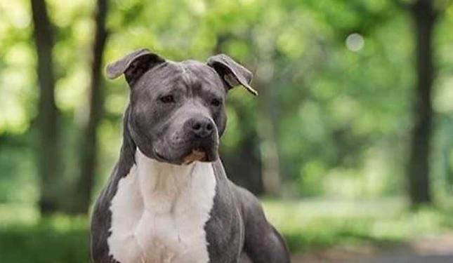 Cani uccisi a Carcare: c&rsquo;&egrave; una taglia da 500 euro