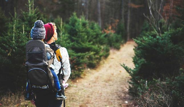 Nella "banca del Dna" delle foreste piemontesi: semi pi&ugrave; forti contro il cambiamento climatico