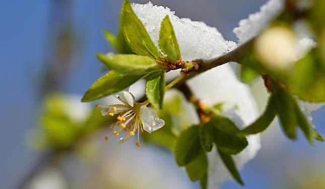 Gelate di primavera nel Cuneese: a rischio le gemme di kiwi, albicocco, pesco e susino