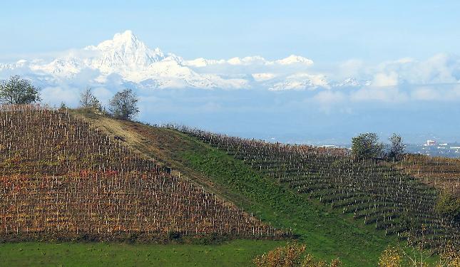 Tecnologia e nuovi sistemi di irrigazione per salvare i vigneti dal cambiamento climatico