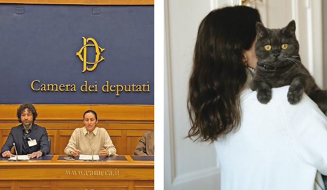 Curare i gatti &egrave; un lavoro&raquo;: una proposta di legge per le professioni feline
