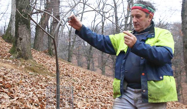 Castagna Cuneo Igp: &laquo;Il castagneto va coltivato e non &ldquo;munto&rdquo;&raquo;