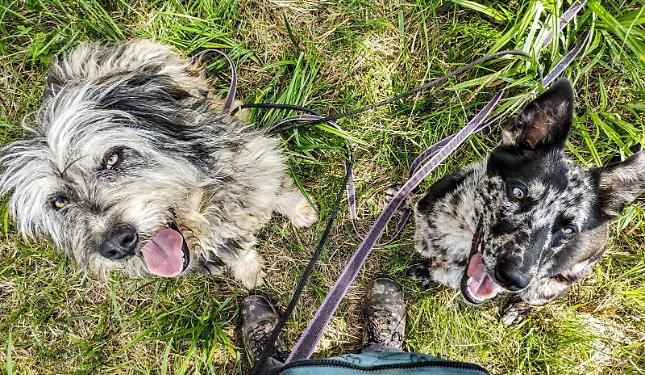 Vuoi adottare un cane? Come trovare l'amico giusto: un evento per adozioni consapevoli