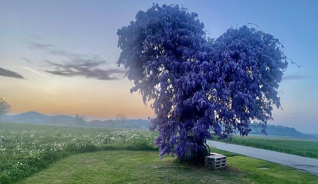 Il glicine pi&ugrave; fotografato del Piemonte cerca il tuo scatto: parte la sfida pi&ugrave; romantica della primavera