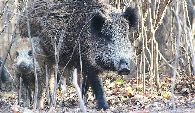 Peste suina, Bongioanni: &laquo;La Liguria collabori per il contenimento del cinghiale&raquo;