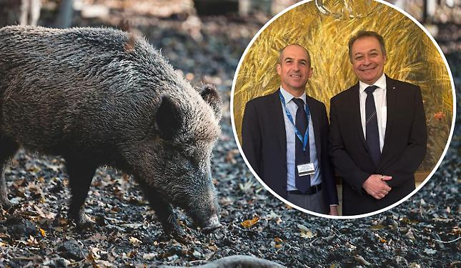 Nuovi focolai di peste africana al confine, cinghiali nel mirino. E il Piemonte scrive alla Liguria: &laquo;Fate la vostra parte!&raquo;