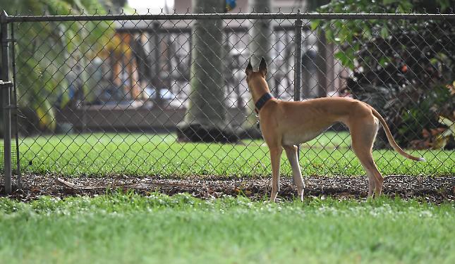 La lite tra cani e gatto scatena lo scontro tra i vicini