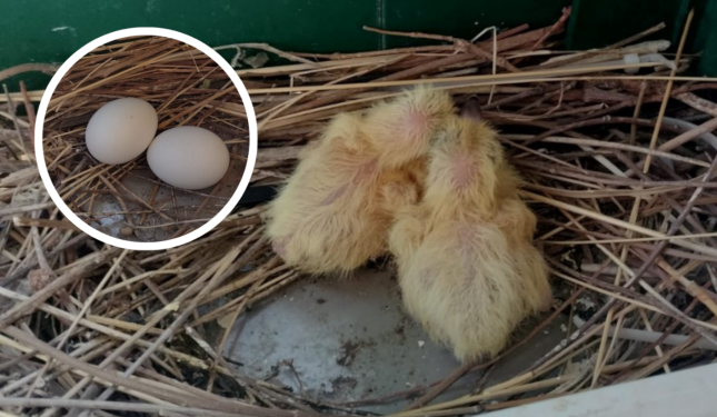 Nati sul davanzale dell'ufficio, due pulcini conquistano il cuore della Questura