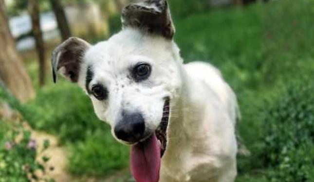 Charlie, il &ldquo;nano&rdquo; dal cuore gigante che cerca casa da 6 anni