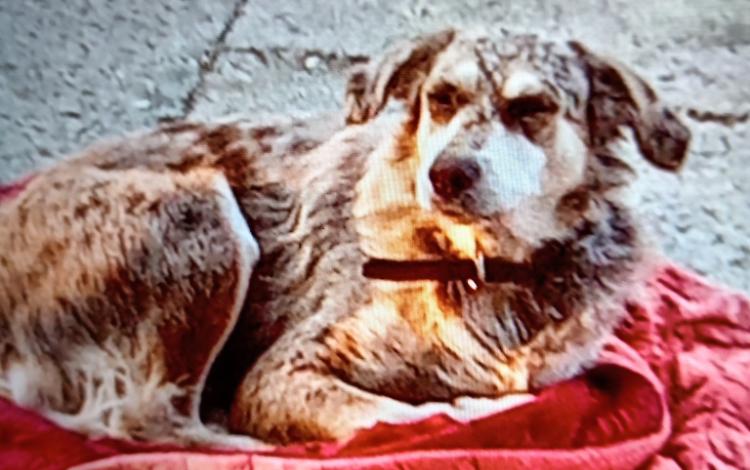 Cane scomparso a Cigliè: «Aiutateci a ritrovare la nostra "Pietra", è buona e affettuosa»