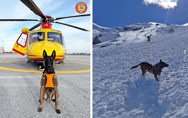 Il fiuto che fa la differenza nelle valanghe, «ma non dimenticate l’attrezzatura di sicurezza»