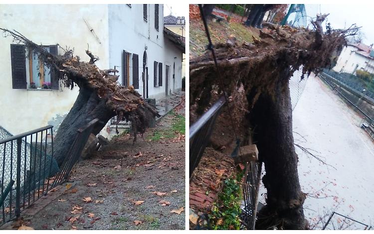 Crolla un grande ippocastano nei giardinetti del paese