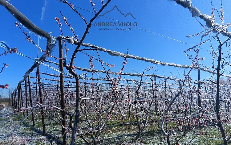 Gelate e temperature fino a -7 gradi, stanotte sul basso Piemonte: danni alle coltivazioni