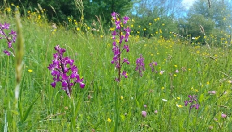 Anacamptis laxiflora - Foto M. Pelazza