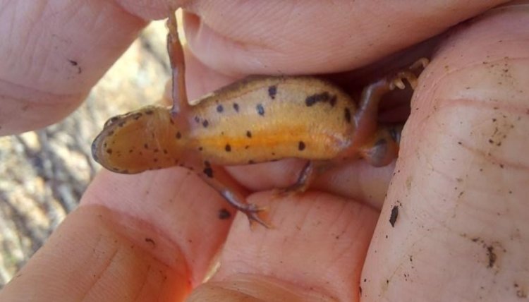 Lissotriton vulgaris 2 - Foto M. Pelazza